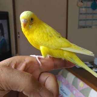 セキセイインコ（手乗り）