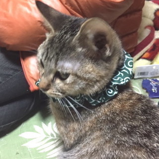 里親になってくださる方！　生5ヵ月　メス　子猫　サバトラ猫