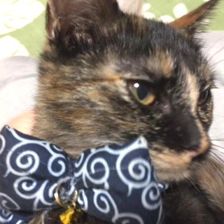 里親になってくださる方！　生後5ヵ月　オス　子猫　サビ猫 