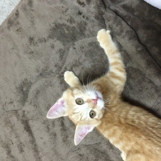 可愛い茶トラです