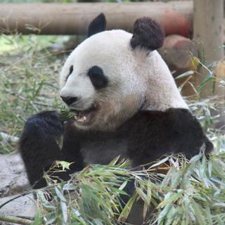 1月13日(1/13)  祝！赤ちゃんパンダ誕生！上野動物園に人...