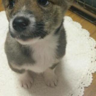 パートナー募集