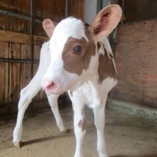 牧場でのびのび仕事！正社員、社宅あり！の画像