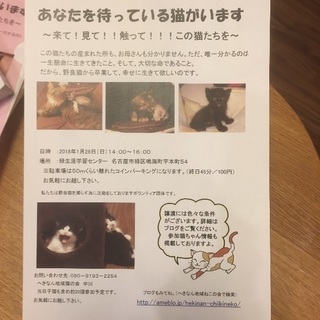 保護猫の譲渡会を開催します