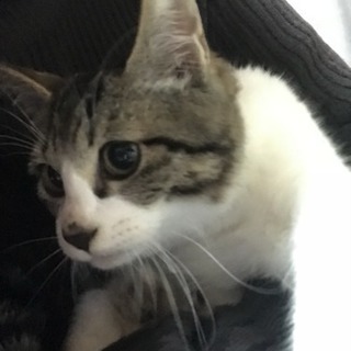 譲ります