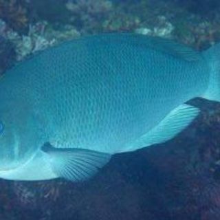 磯釣り仲間募集