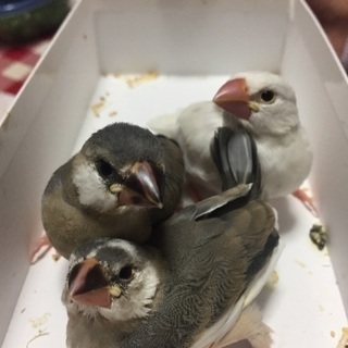 12月生まれの文鳥さん