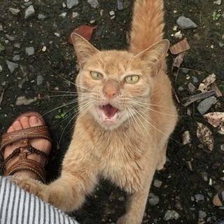 迷い猫、成猫、男の子