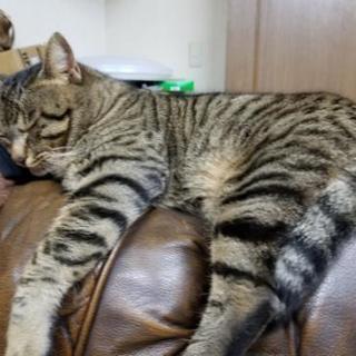 猫脱走。見つけたら連絡ください。