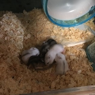 ハムスター里親募集