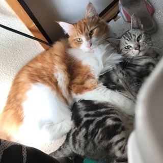 メインクーンとアメショ