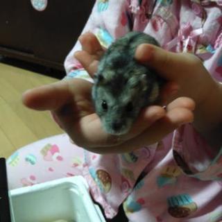 ハムスター