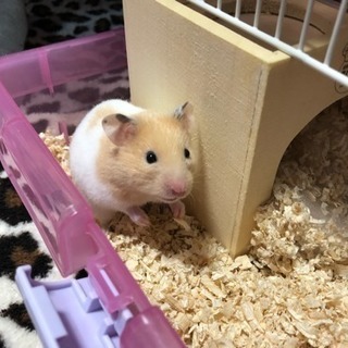 キンクマとゴールデンのミックス里親募集！