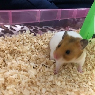 ゴールデンハムスターの里親募集！