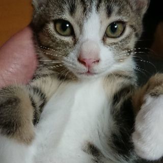 ☆ベンガル風模様のエキゾチックなキジシロ♀
