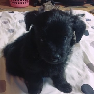 里親募集中 産まれて2ヶ月です