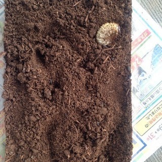 カブトムシ 幼虫の画像