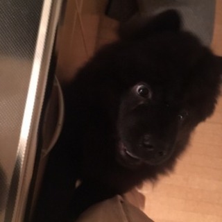 チャウチャウ