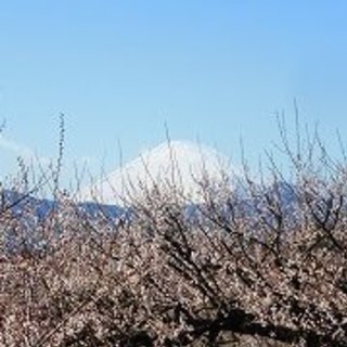 2月23日（金）曽我ハイキングと曽我梅林