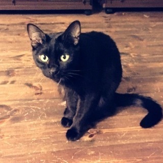 多頭飼育崩壊から保護した黒猫♂♀ - 千歳市