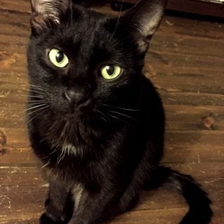 多頭飼育崩壊から保護した黒猫♂♀ − 北海道