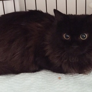 多頭飼育崩壊から保護した黒猫♂♀