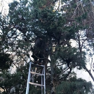 庭の手入れ 致します。【所沢市 狭山市 三芳町 朝霞市 戸田市など】