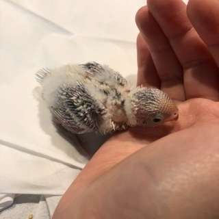 セキセイインコの雛
