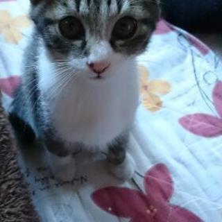 子猫(オス)の里親募集
