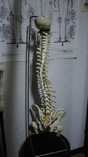 骨標本
