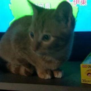 里親探しています