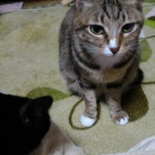 里親　猫　しまにゃんこ