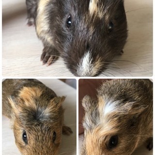 かわいいモルモット