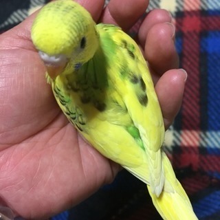 セキセイインコ  差し上げます