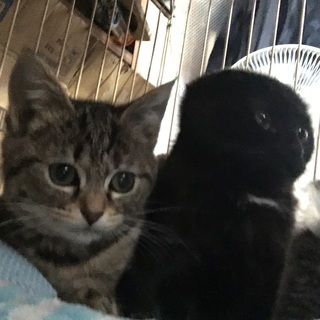 9/10生まれの子猫