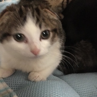 9/10生まれの子猫  