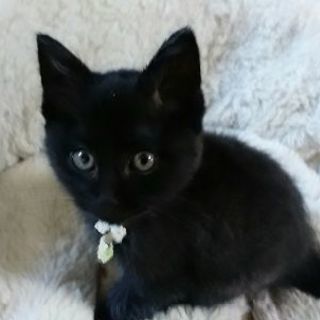 子猫 黒猫（有難うございます。里親決まりました）の画像