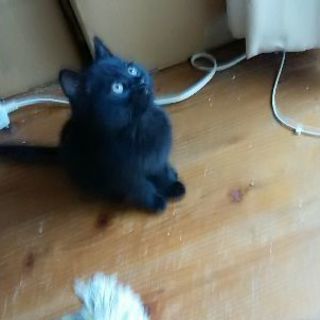 子猫 黒猫（有難うございます。里親決まりました） - 横浜市