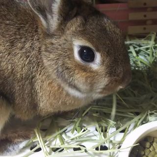 30代＆40代＆50代 バツ.子無しの方、食事会しませんか？ 