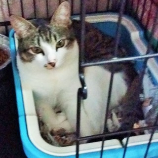 人馴れ完了キジ白めす１歳