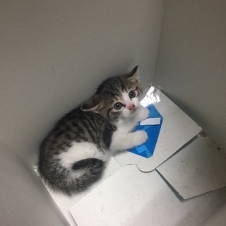 里親さん募集  男の子