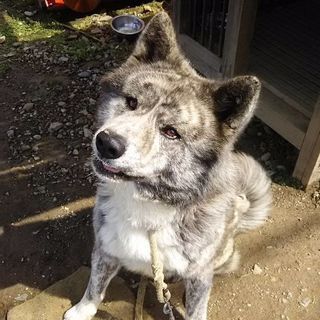 秋田犬 里親募集の画像