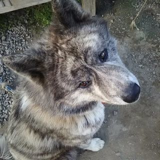 秋田犬 里親募集 - 四国中央市