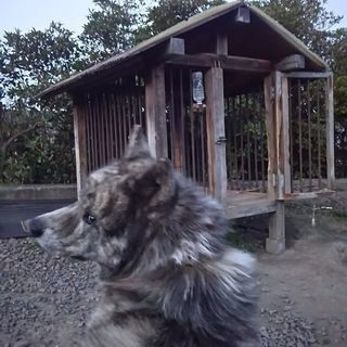 秋田犬 里親募集 - 犬