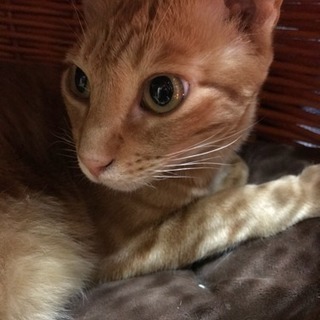 茶トラ猫見つけてください(´·_·`)