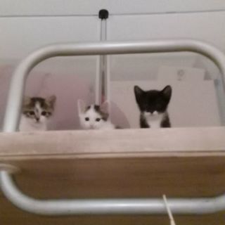 生後二ヶ月の三兄弟です