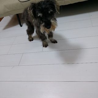 ミニチュアシュナウザー4歳