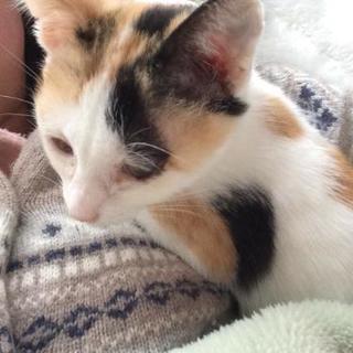 子猫の三毛猫です