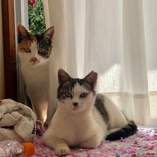 子猫を飼って頂ける方