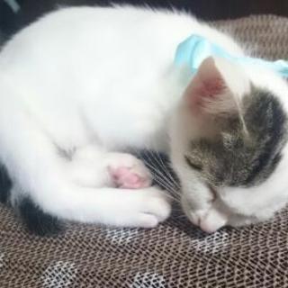 里親募集